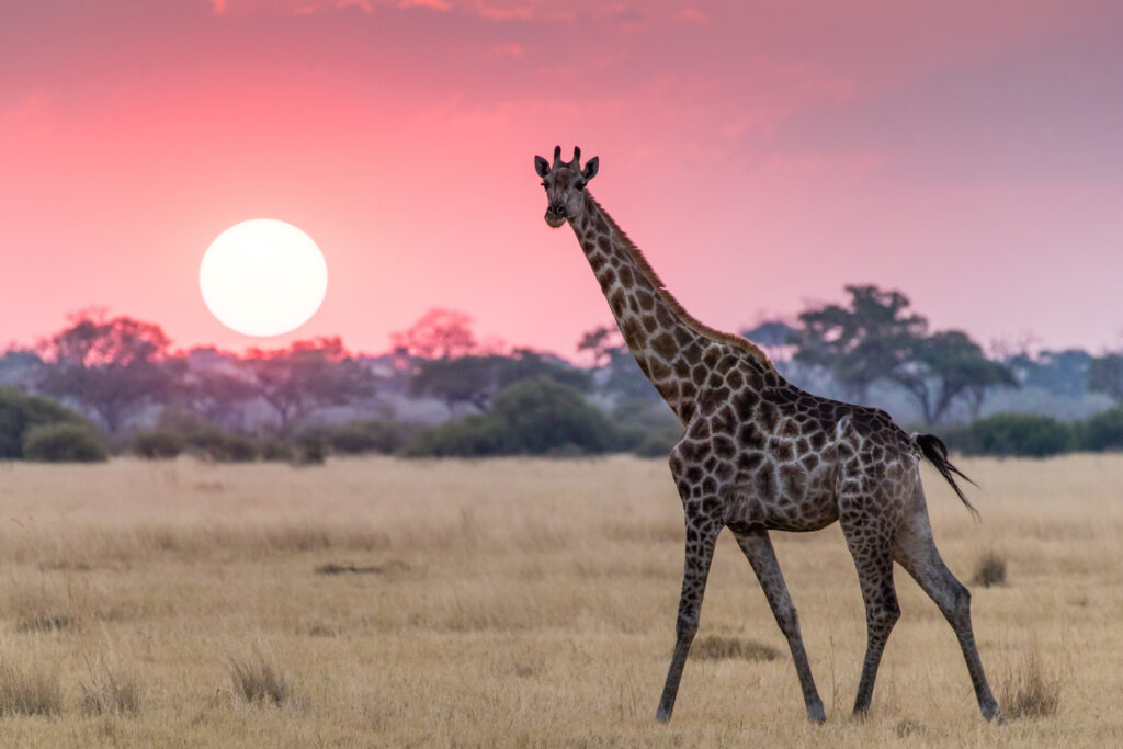 GIN-OTA-Botswana-giraffe