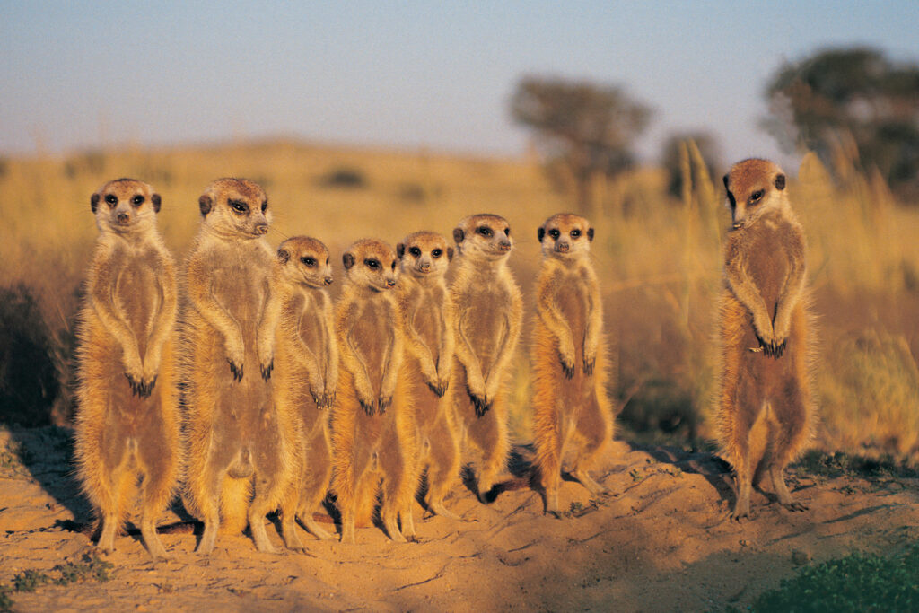 GIN-OTA-Botswana-meerkats