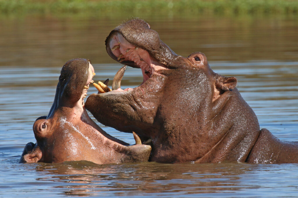 GIN-OTA-Botswana-young-hippos-playing