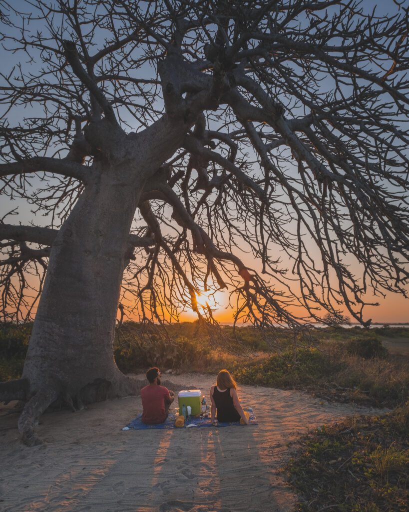 GIN-OTA-Mozambique-Baobab picnic