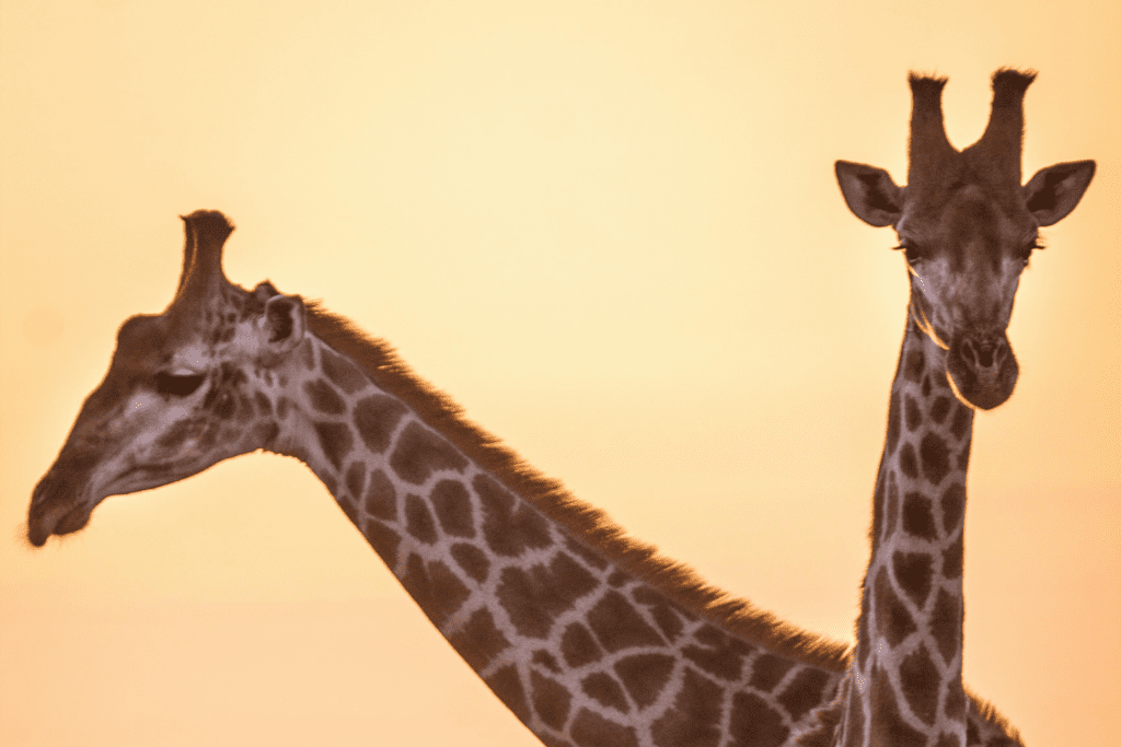 GIN-OTA-South-Africa-Giraffes