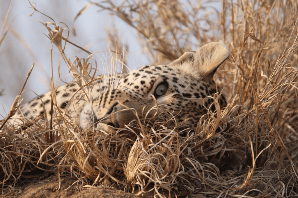 GIN-OTA-South-Africa-Leopard