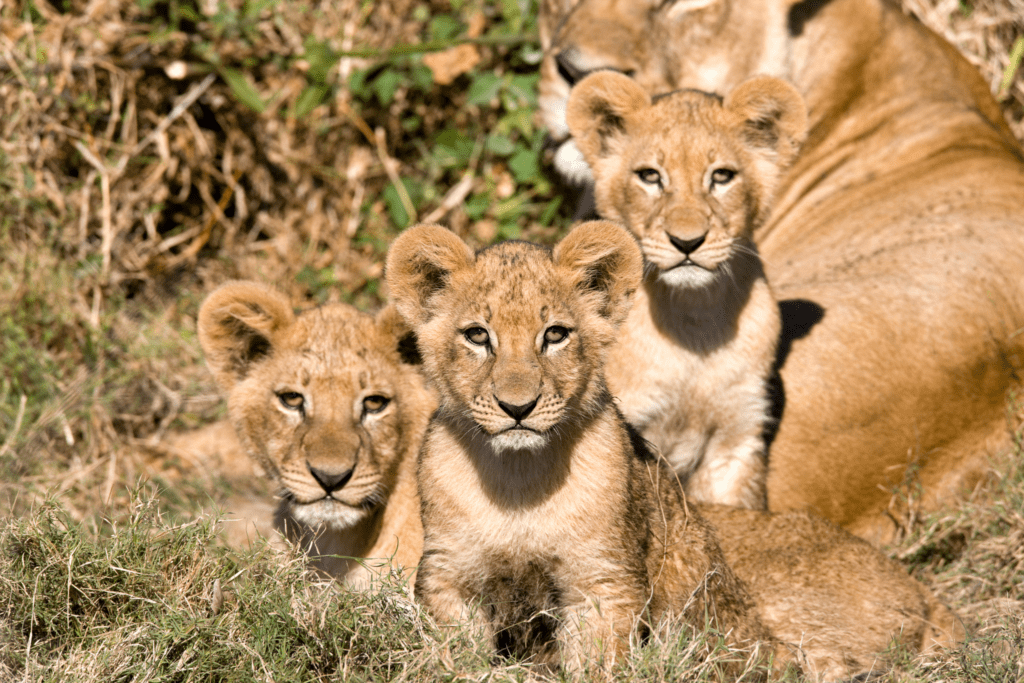 GIN-OTA-South-Africa-Lion cubs