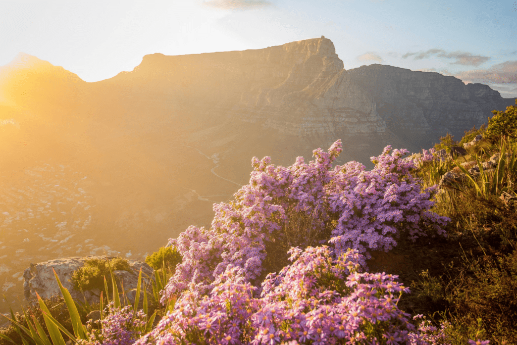 GIN-OTA-South-Africa-Table Mountain